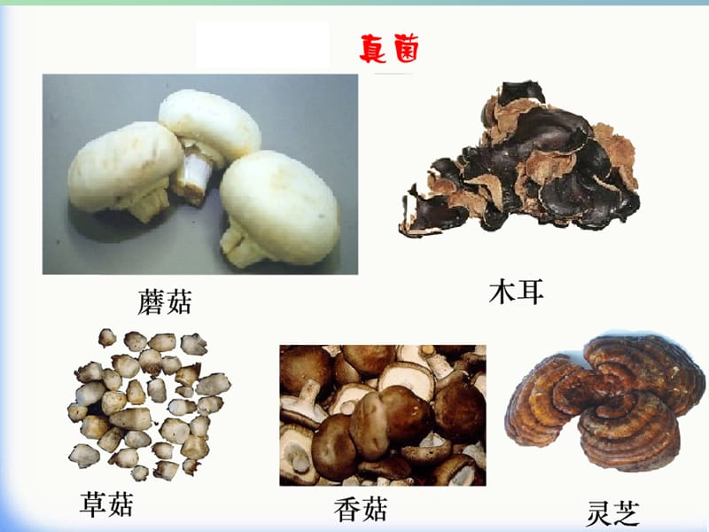 八年级生物上册 5.4.1 细菌和真菌的分布课件 新人教版.ppt_第1页