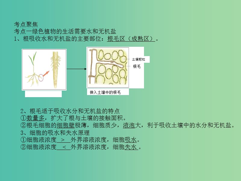 中考生物 专题12 吸收作用 蒸腾作用 运输作用复习课件 新人教版.ppt_第2页