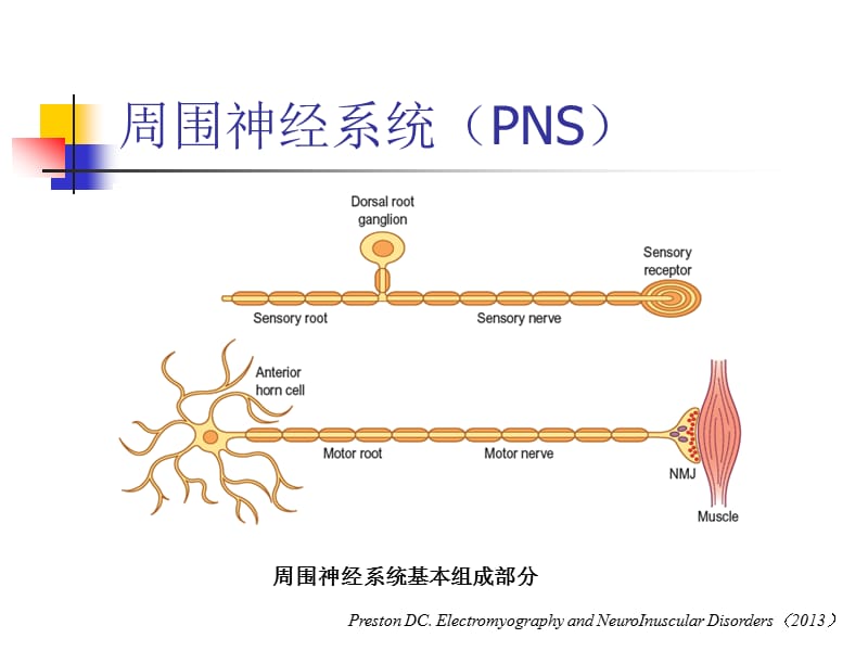 《肌电图基础》PPT课件.ppt_第2页