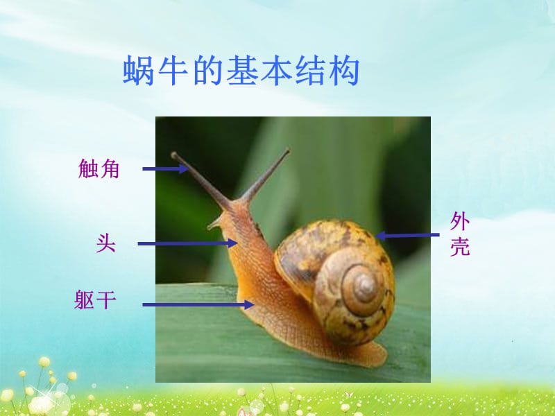 《小蜗牛慢慢爬》参考课件.ppt_第2页