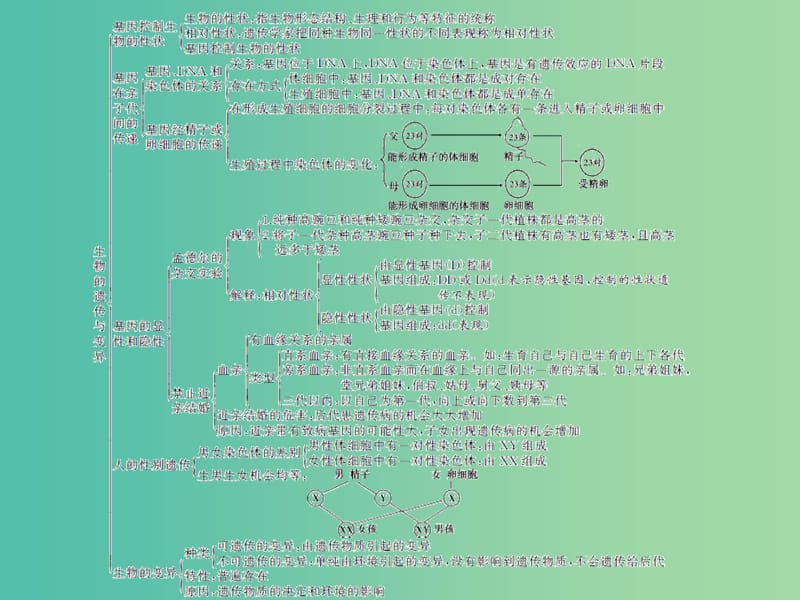 中考生物总复习 第七单元 第二章 生物的遗传与变异习题课件 新人教版.ppt_第3页