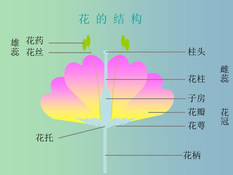 七年级生物上册 第3单元 第2章 第3节《开花和结果》课件 （新版）新人教版.ppt_第3页