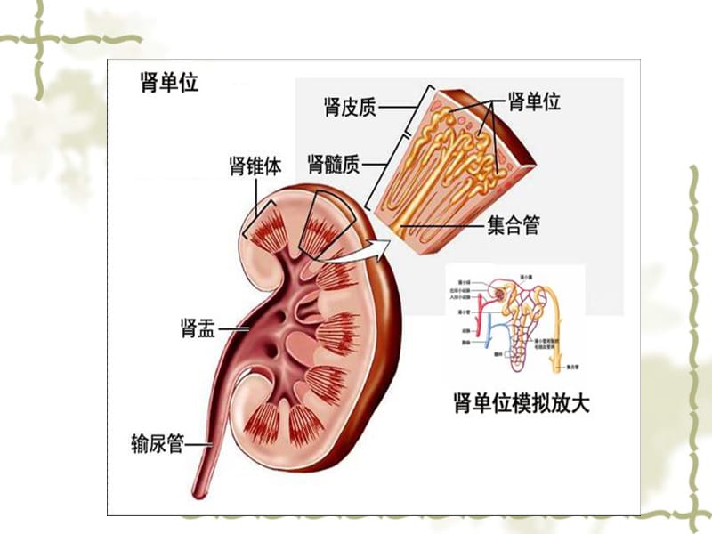 肾挫伤的业务学习.ppt_第3页