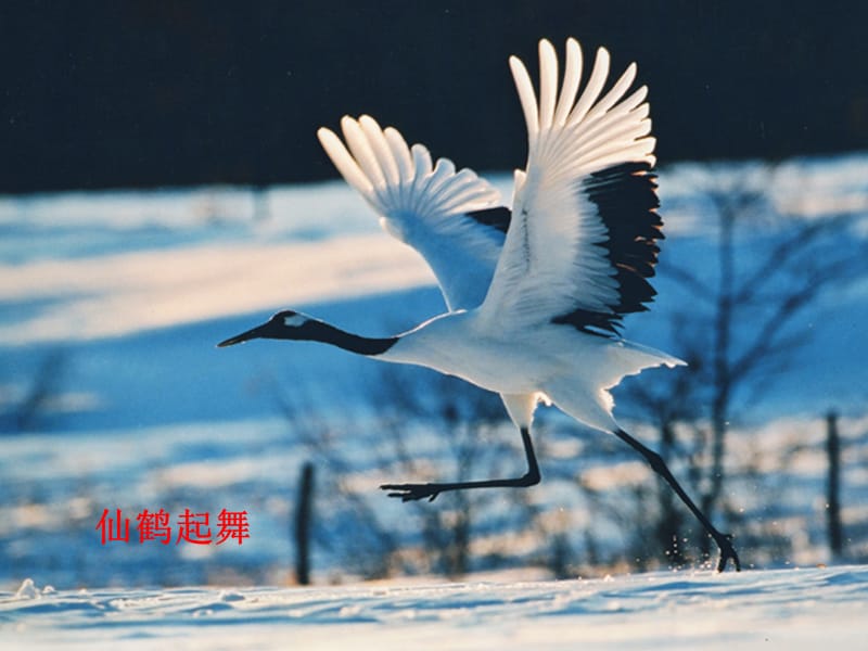 八年级生物上册 第五单元 第二章 第一节 动物的运动课件 （新版）新人教版.ppt_第3页