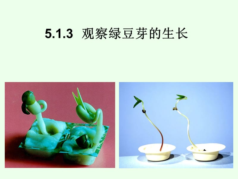 观察绿豆芽的生长.ppt_第1页