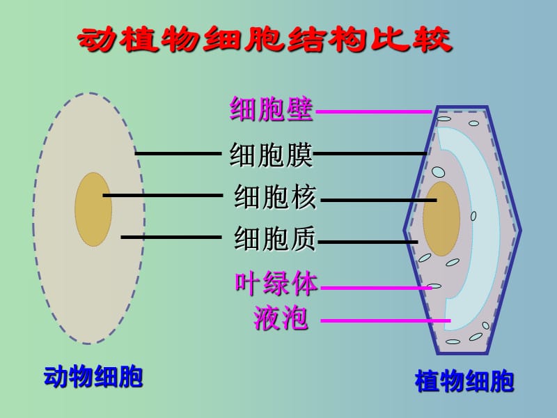 七年级生物上册 2.2.1 细胞的生活需要物质和能量课件2 新人教版.ppt_第2页