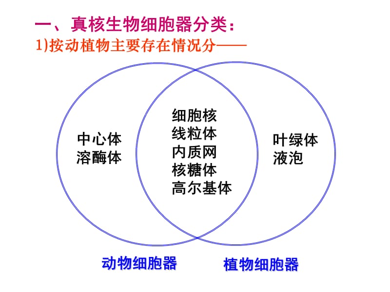 线粒体、叶绿体、核糖体、高尔基体.ppt_第3页