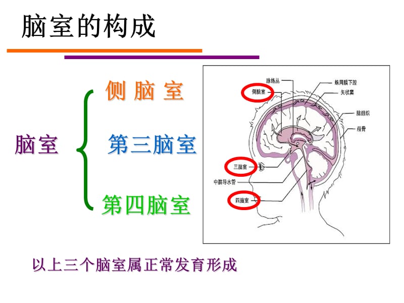 脑室系统及脑脊液循环.ppt_第2页