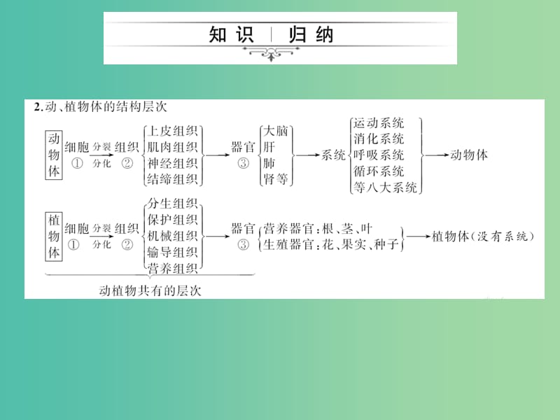 中考生物第一轮系统复习篇 第二单元 第二章 细胞怎样构成生物体课件.ppt_第3页