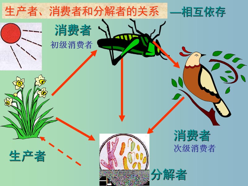 八年级生物上册 5.3 动物在生物圈中的作用课件 （新版）新人教版.ppt_第3页