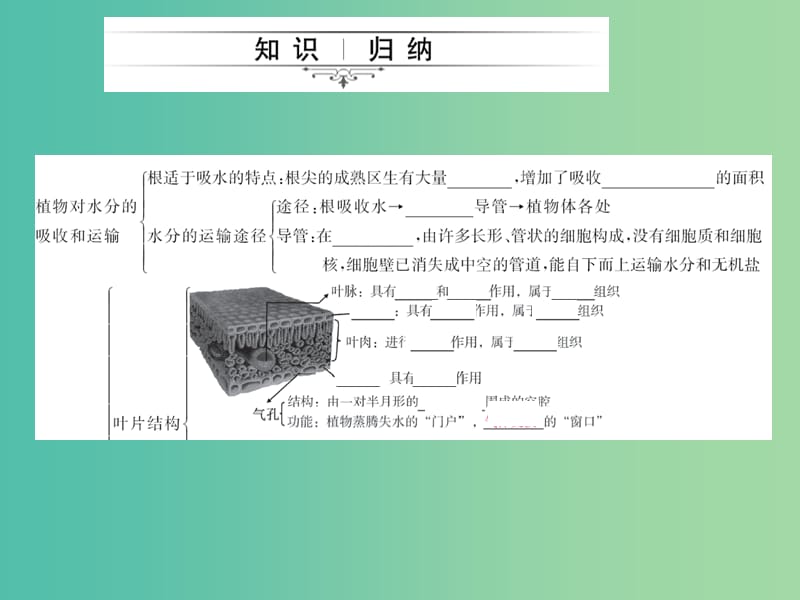 中考生物第一轮系统复习篇 第三单元 第三章 绿色植物与生物圈的水循环课件.ppt_第2页