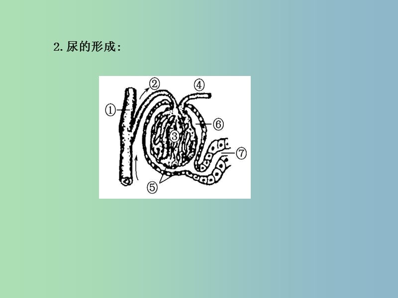 七年级生物下册 第五章 人体内代谢废物的排出课件 （新版）新人教版.ppt_第3页