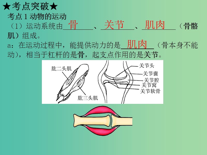 中考生物 第五单元 第2-3章 复习课件（考点突破+课堂检测+课后巩固）（新版）新人教版.ppt_第3页