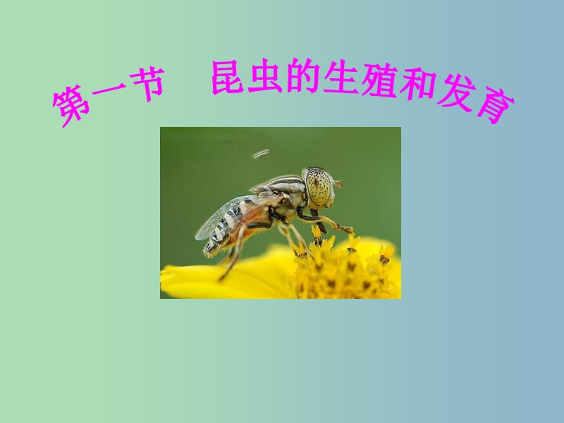 八年级生物上册 4.2.1 昆虫的生殖和发育课件 （新版）济南版.ppt_第1页