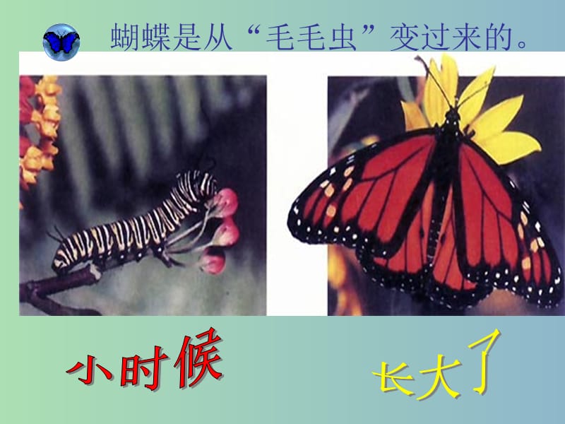 八年级生物上册 4.2.1 昆虫的生殖和发育课件 （新版）济南版.ppt_第3页