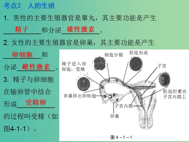 中考生物 第四单元 第一章 人的由来复习课件.ppt_第3页