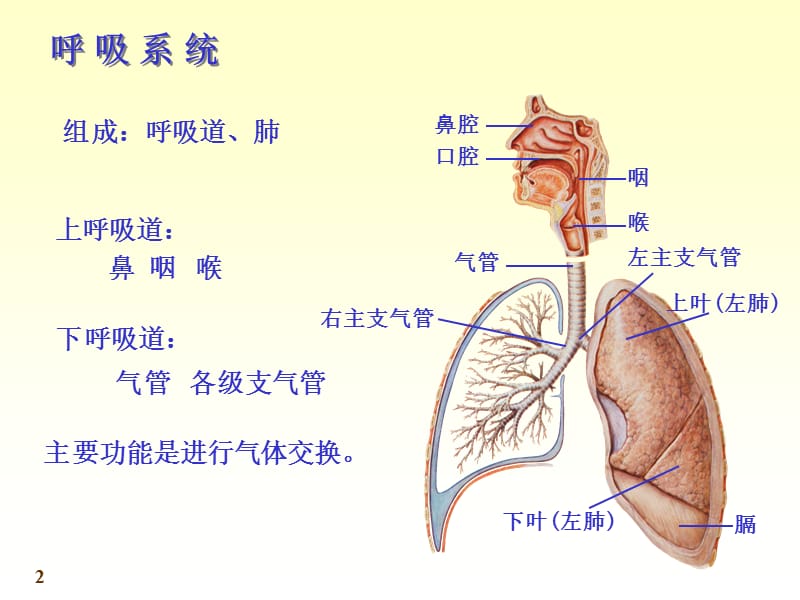 系统解剖学呼吸系统.ppt_第2页