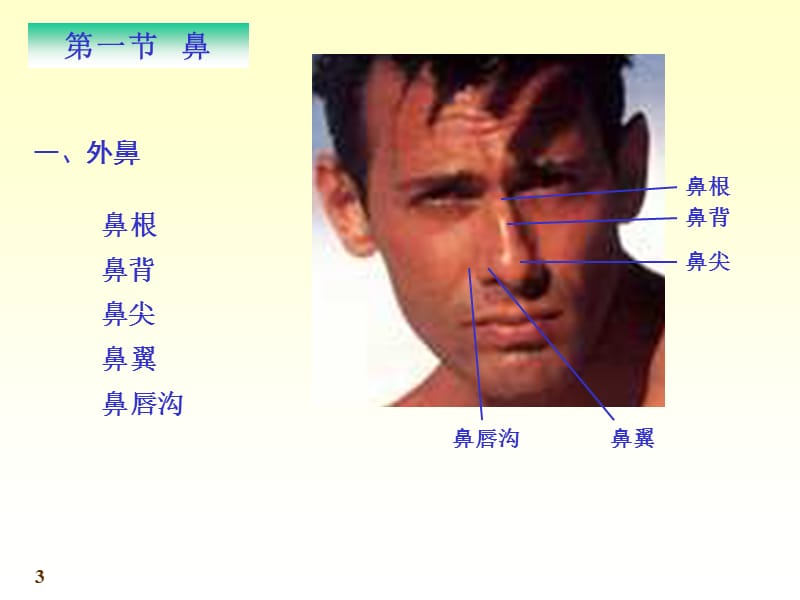 系统解剖学呼吸系统.ppt_第3页