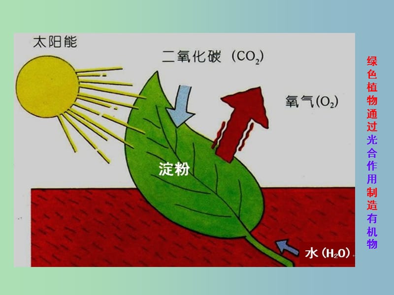 七年级生物上册 第3单元 第4章《绿色植物是生物圈中有机物的制造者》课件 （新版）新人教版.ppt_第2页