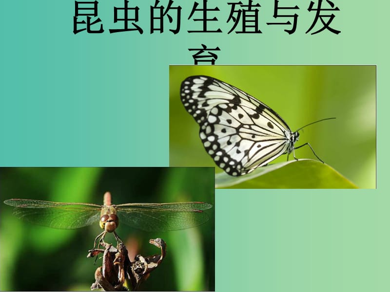 八年级生物下册 第二批教学能手评选 7.1.2 昆虫的生殖和发育课件 （新版）新人教版.ppt_第3页