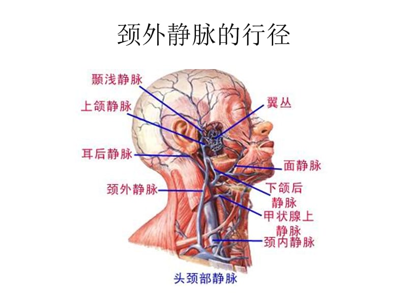 颈外静脉留置针穿.ppt_第2页