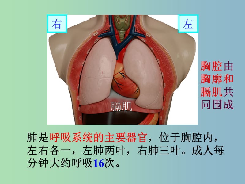 七年级生物下册 第三章 第二节 发生在肺内的气体交换课件 新人教版.ppt_第2页