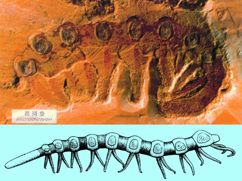 八年级生物下册《7.3.2 生物进化的历程》课件 新人教版.ppt_第2页