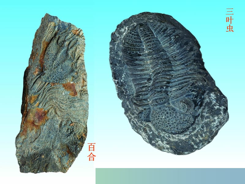 八年级生物下册《7.3.2 生物进化的历程》课件 新人教版.ppt_第3页