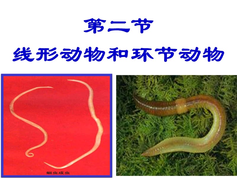 线形动物和环节动物++课件.ppt_第1页