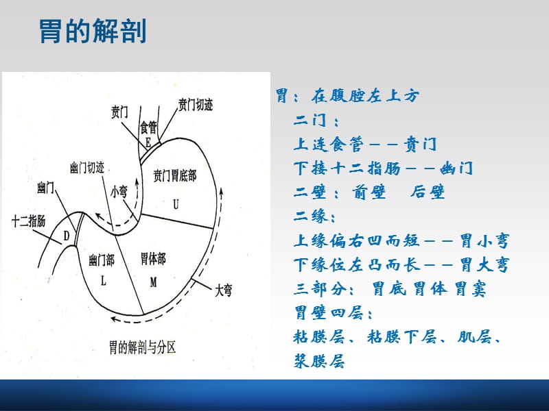 胃大部切除术手术配合.ppt_第2页