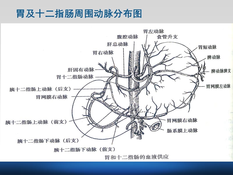 胃大部切除术手术配合.ppt_第3页