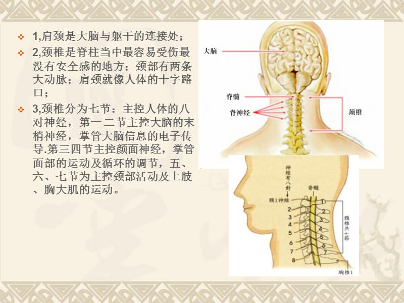 肩颈专业知识详解.ppt_第3页