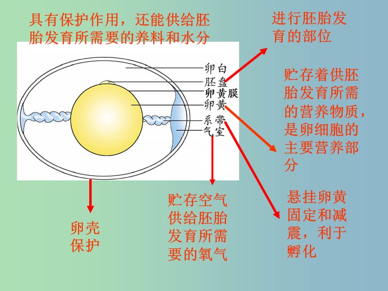 八年级生物上册 第四单元 第二章 第三节 鸟的生殖和发育课件 （新版）济南版.ppt_第3页