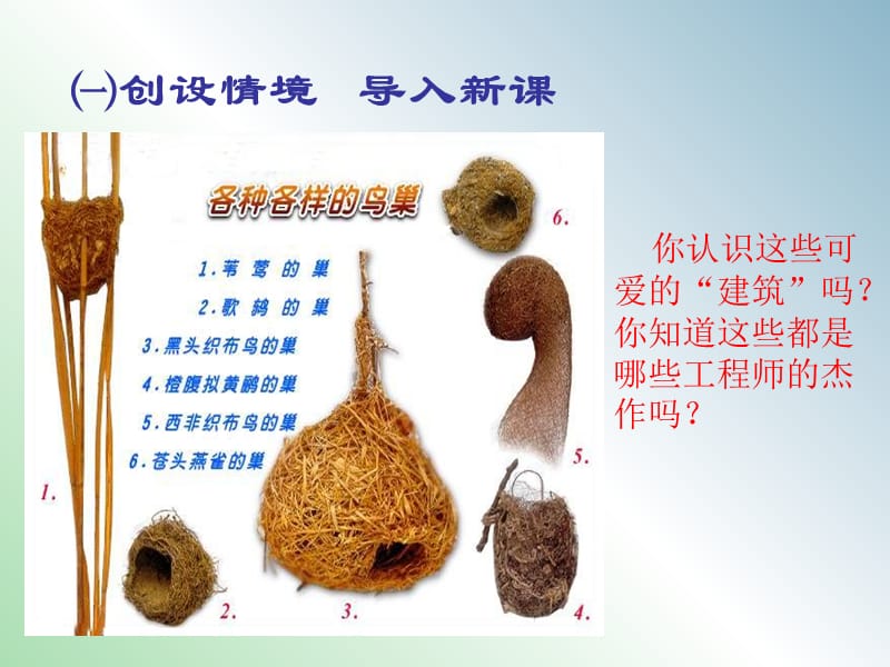 八年级生物下册 第七单元 第一章 第四节 鸟的生殖和发育课件 新人教版.ppt_第2页