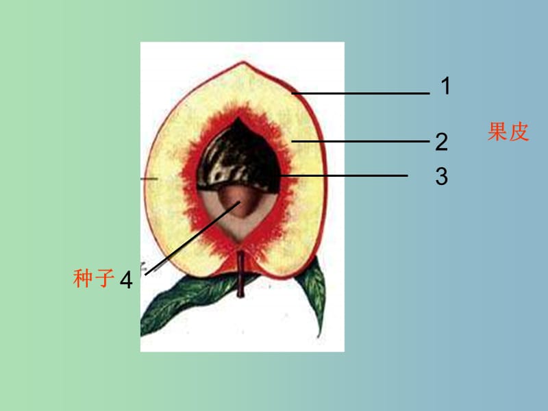 八年级生物上册 4.1.3 果实与种子的形成课件 （新版）济南版.ppt_第3页