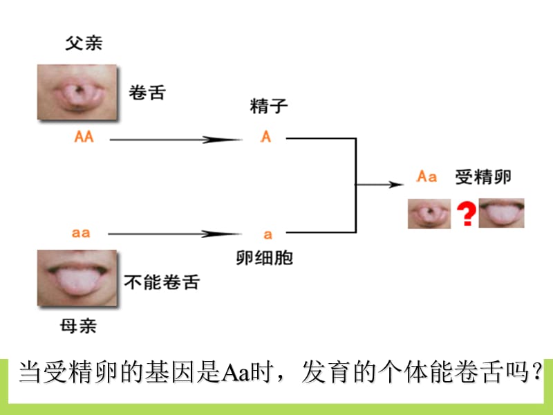 基因的显性和隐性.ppt_第3页