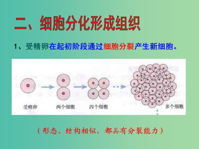 七年级生物上册2.2.2动物体的结构层次课件新版新人教版.ppt_第3页