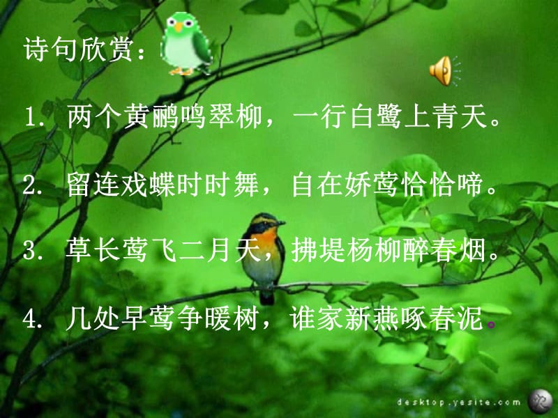 《珍珠鸟》ppt课件(正式).ppt_第1页