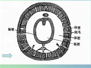 八年級生物上冊 5.1.2 線形動物和環(huán)節(jié)動物課件 （新版）新人教版.ppt