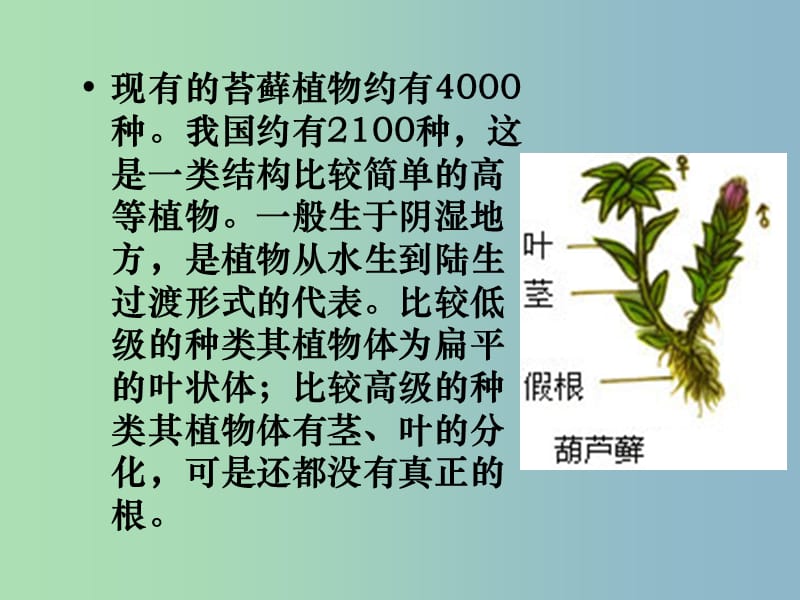 八年级生物下册 22.3 植物的主要类群课件2 北师大版.ppt_第3页