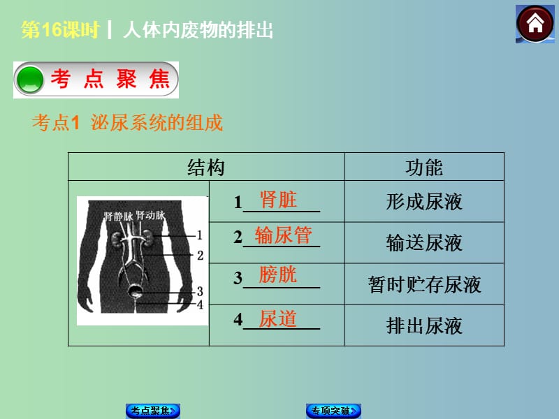 七年级生物下册 第16课时 人体内废物的排出课件 新人教版.ppt_第2页