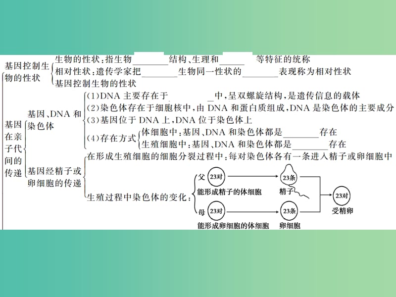 中考生物第一轮系统复习篇 第七单元 第二章 生物的遗传和变异课件.ppt_第3页