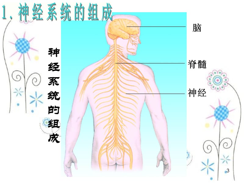 人体的神经调节ppt课件_第3页