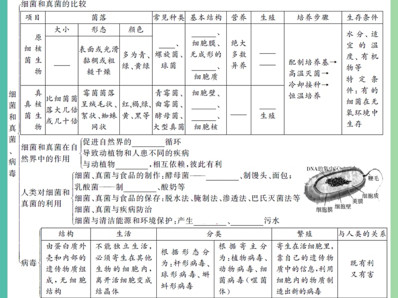 中考生物第一轮系统复习篇 第五单元 第四、五章 细菌和真菌 病毒课件.ppt_第3页