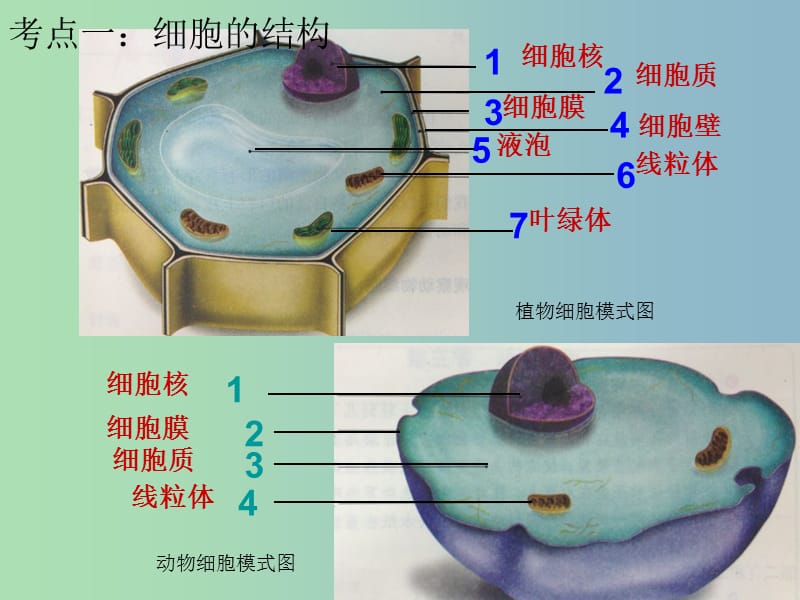 七年级生物上册 第4课时 细胞的结构与生活复习课件 （新版）新人教版.ppt_第3页