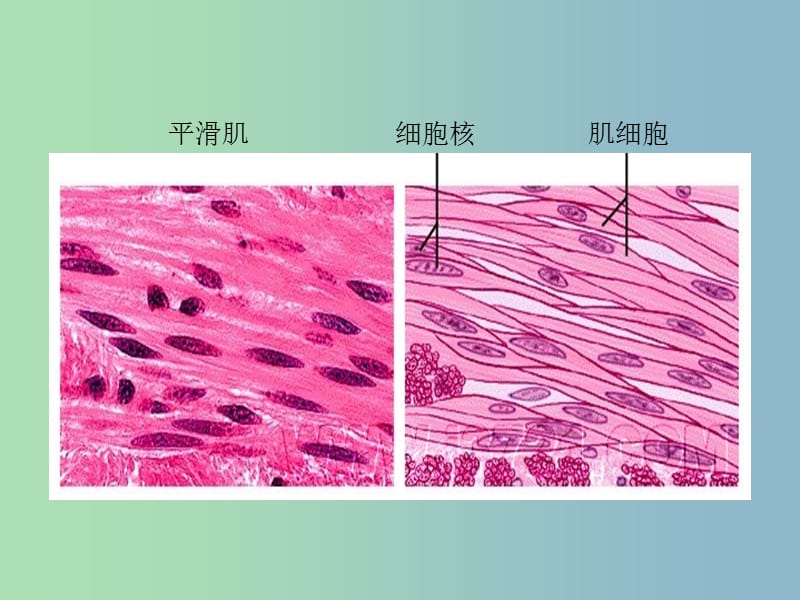 七年级生物上册 第2单元 第1章 第3节《动物细胞》课件 （新版）新人教版.ppt_第3页