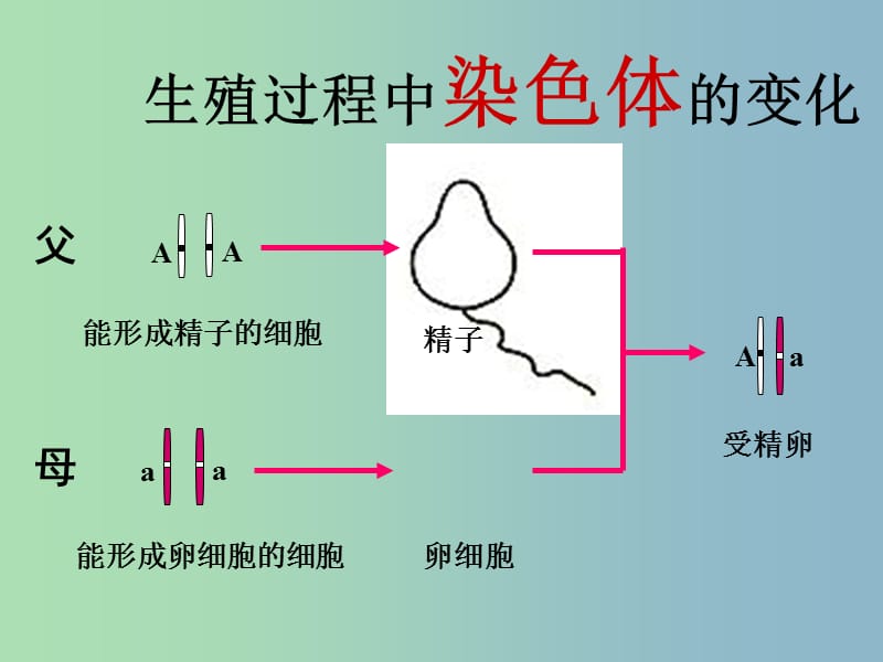 八年级生物下册 7.2.3 基因的显性和隐性课件 新人教版.ppt_第1页