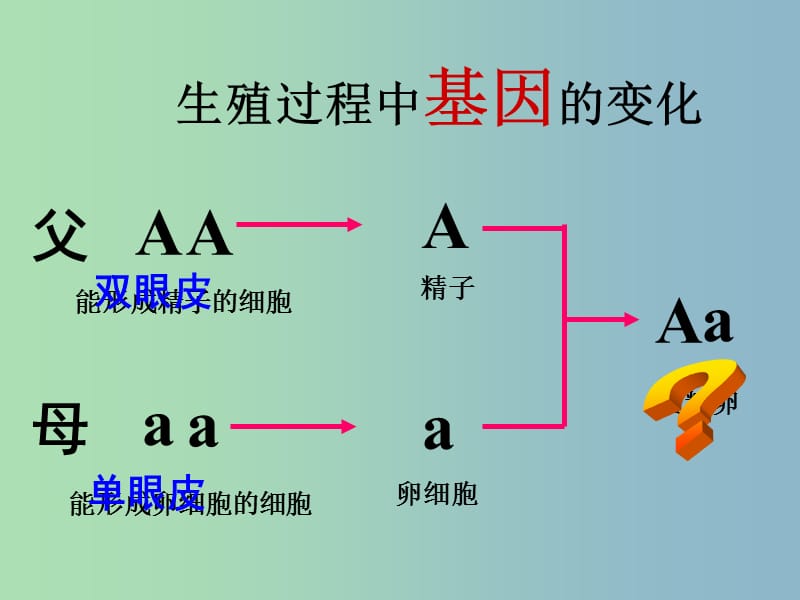 八年级生物下册 7.2.3 基因的显性和隐性课件 新人教版.ppt_第2页