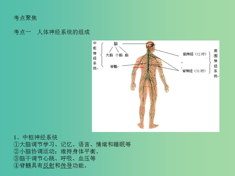 中考生物 专题7 人体的自我调节 神经系统复习课件 新人教版.ppt_第2页