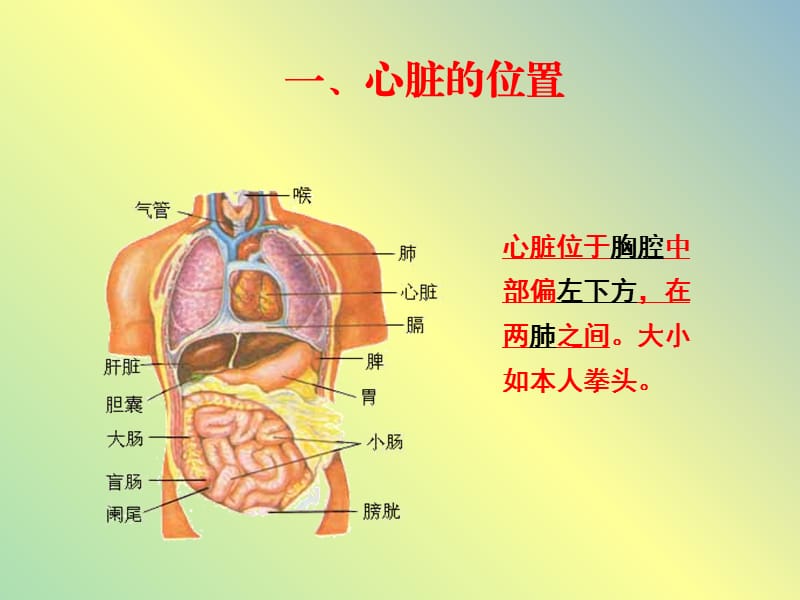 七年级生物下册 4.3 输送血液的泵—心脏课件 （新版）新人教版.ppt_第2页